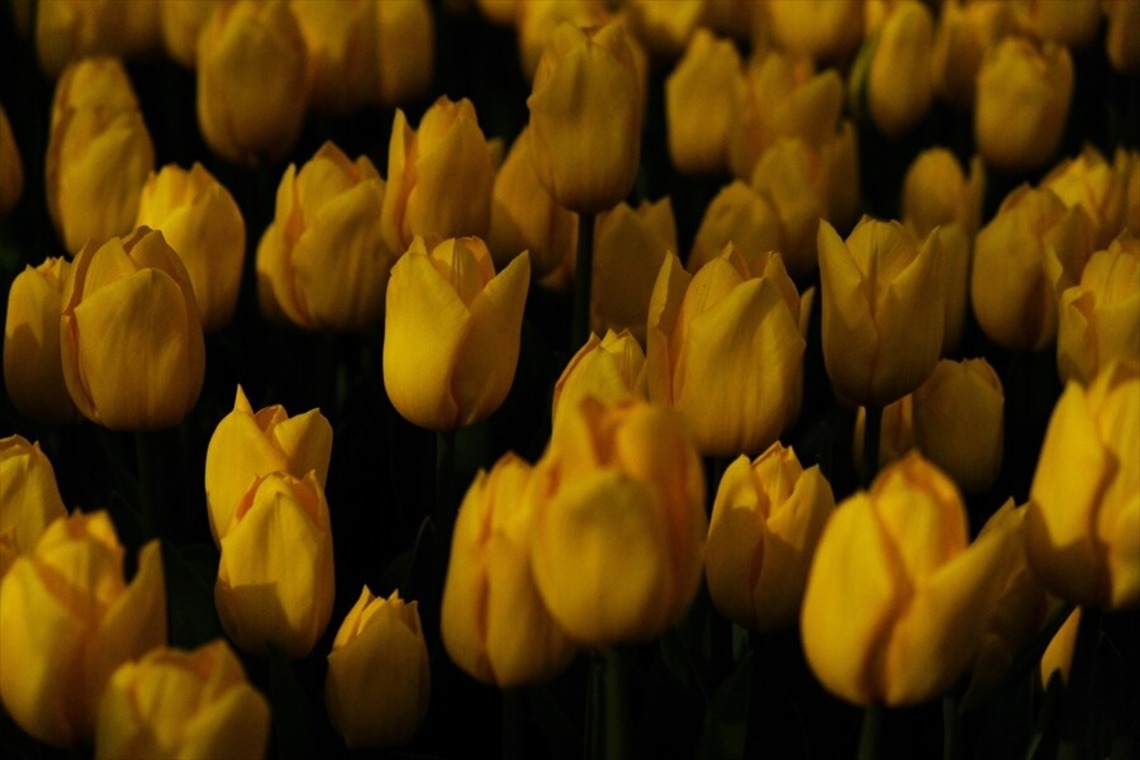 KotobukiPhotosが撮影した「花・植物」の写真