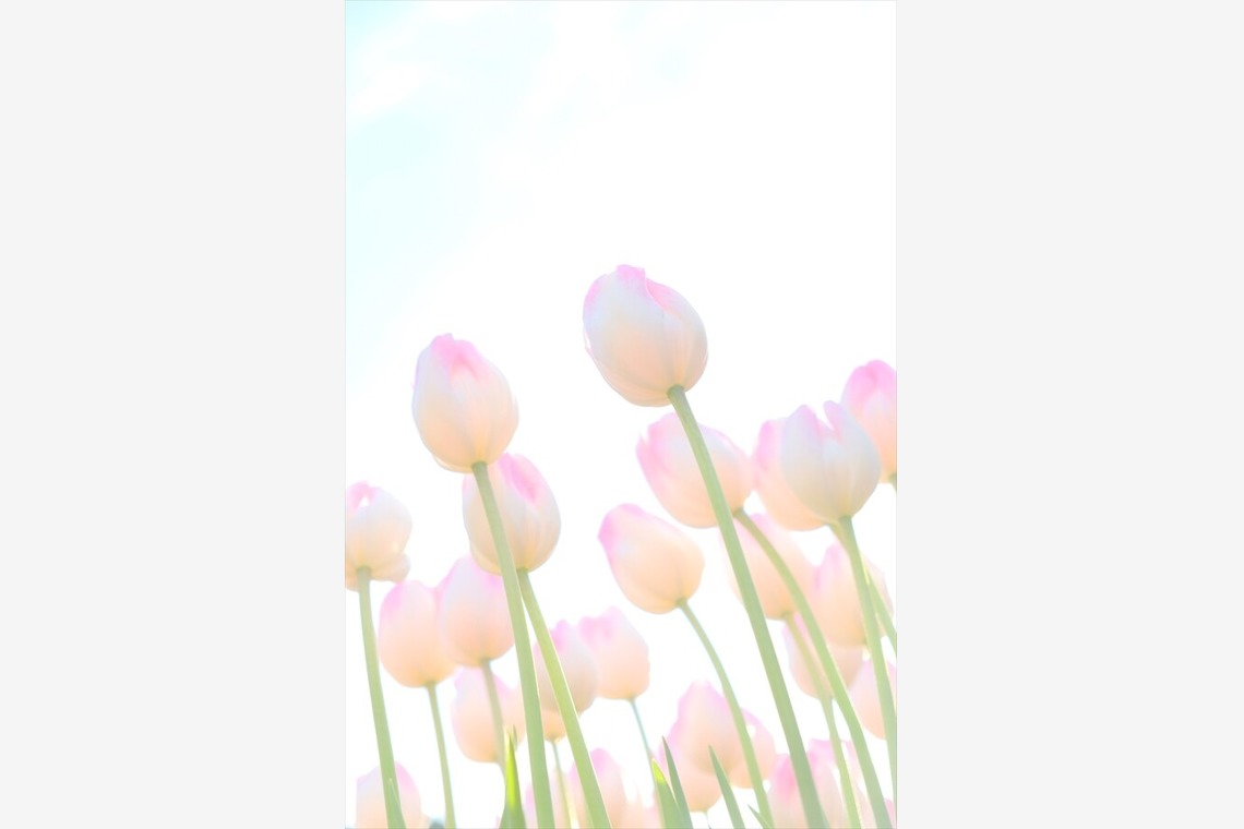 KotobukiPhotosが撮影した「花・植物」の写真