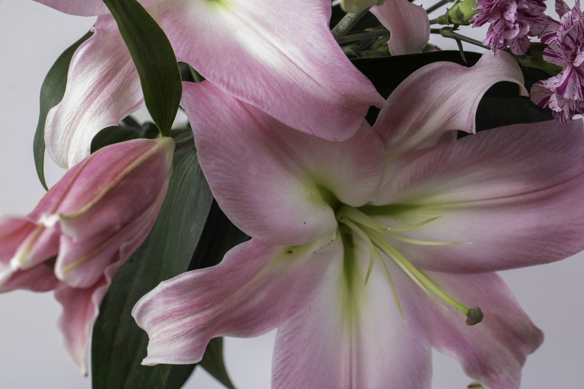 ミヤタカズコが撮影した写真のアルバム「花のある生活」