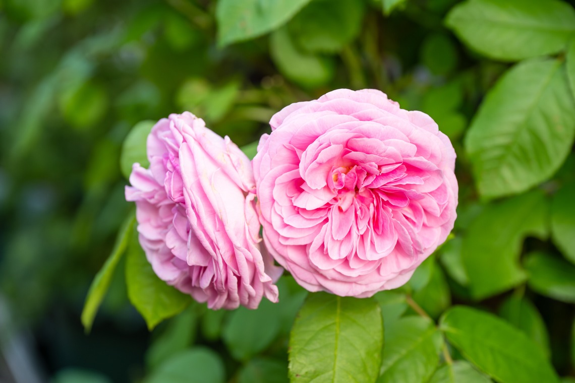 オフィス 芦野が撮影した「番外編（自宅）」の写真