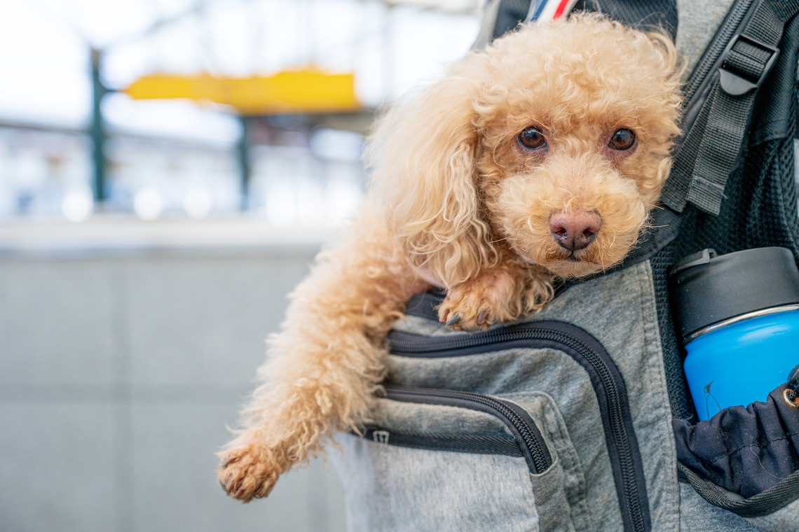 高木勇斗が撮影した写真のアルバム「トイプードル」