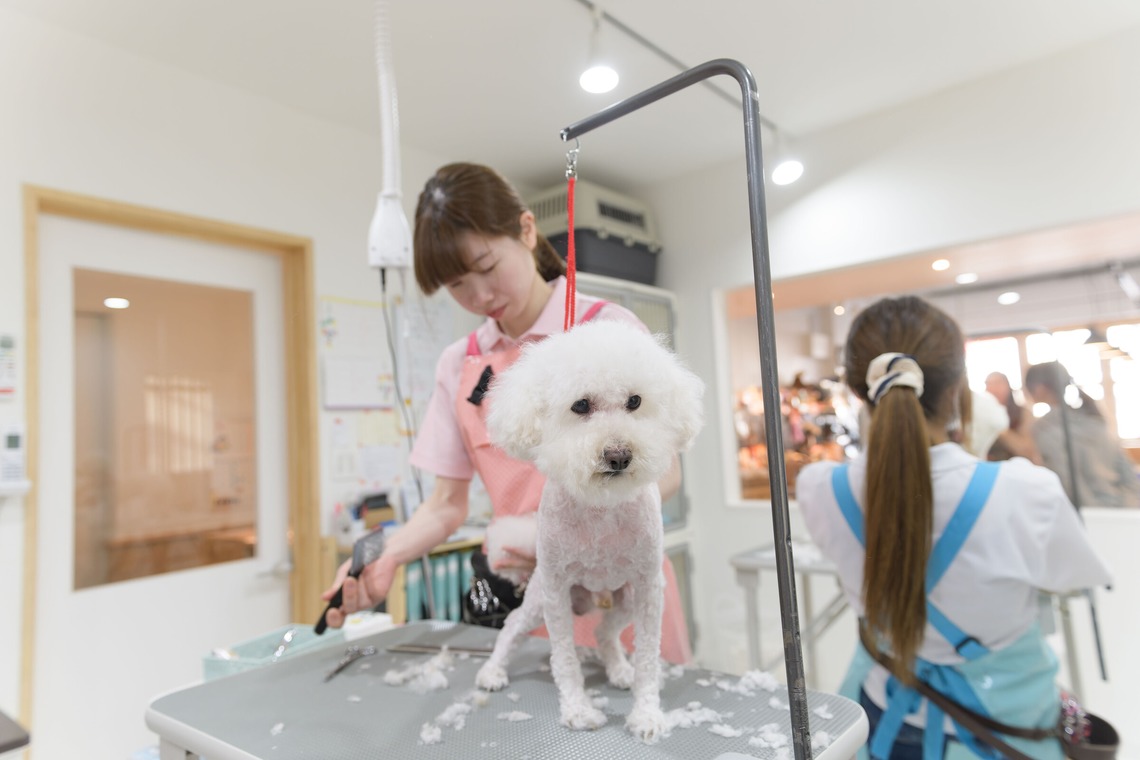 株式会社DAVINCI-Developmentが撮影した写真のアルバム「ペットトリミングサロン　ペットショップ」