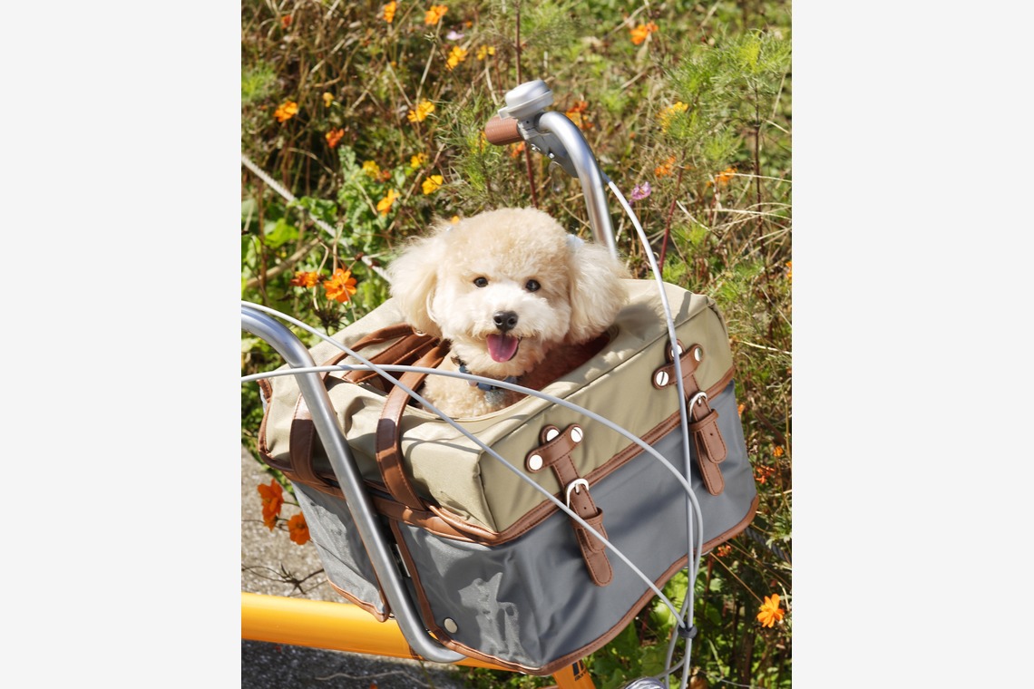 森安　照が撮影した「ペット撮影（犬・猫）」の写真