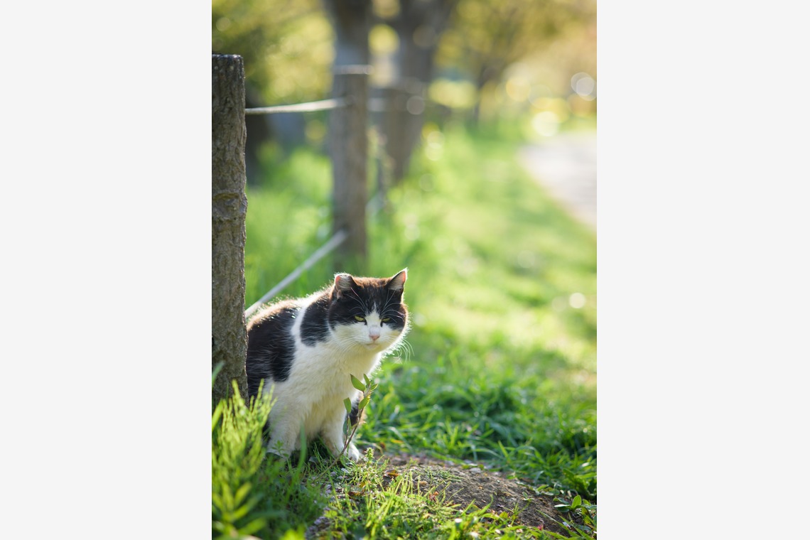 Studio Serowが撮影した写真のアルバム「自然・動物」