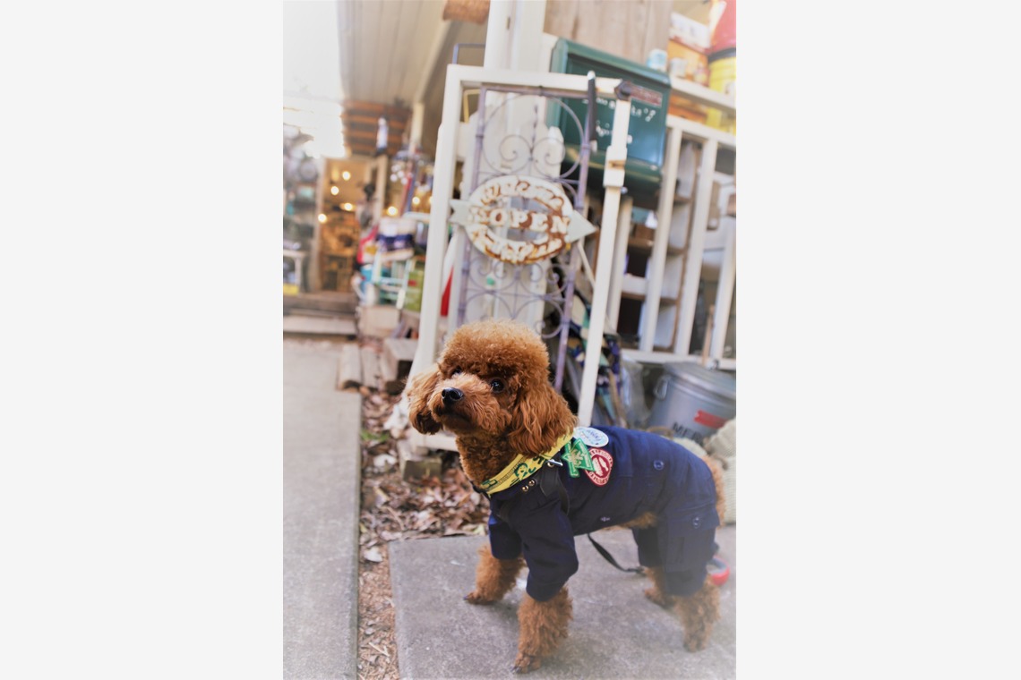 Photographer  Tomoが撮影した写真のアルバム「ペット撮影」