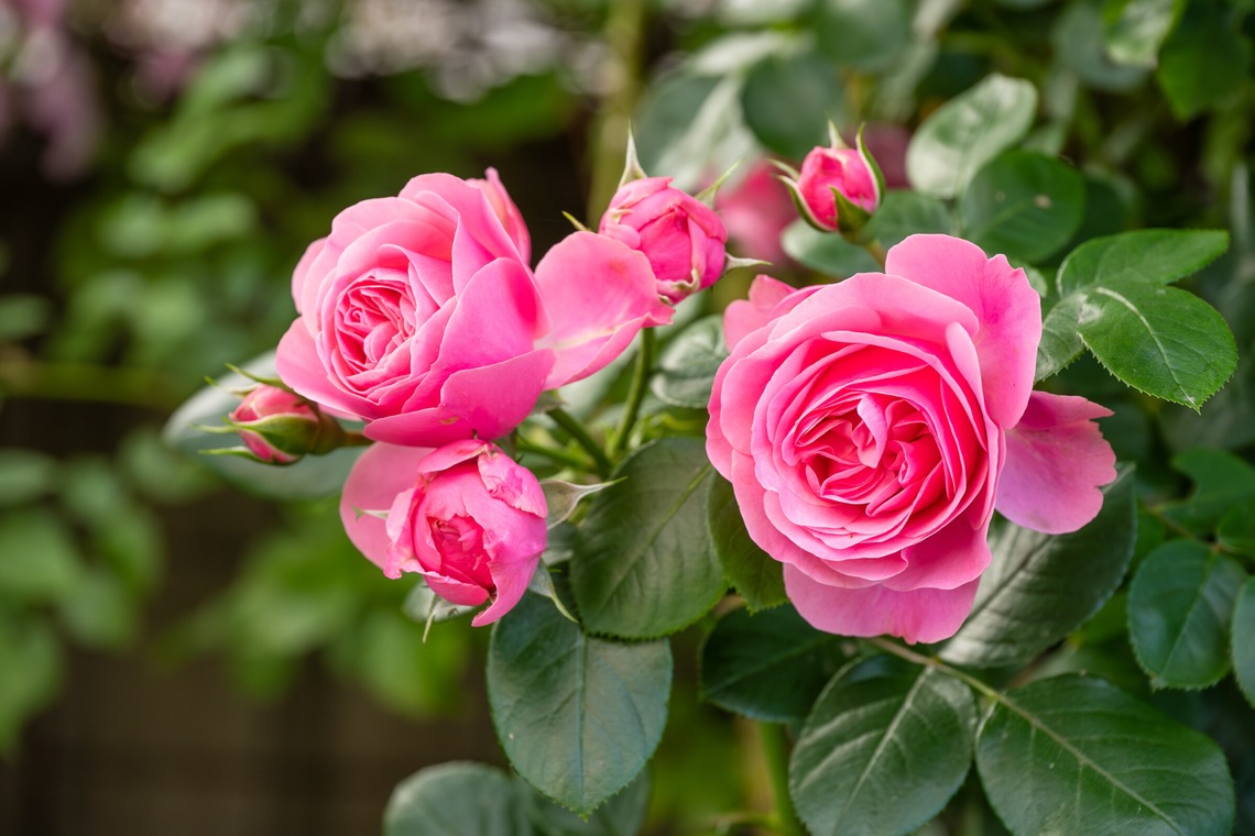 オフィス 芦野が撮影した写真のアルバム「番外編（自宅）」