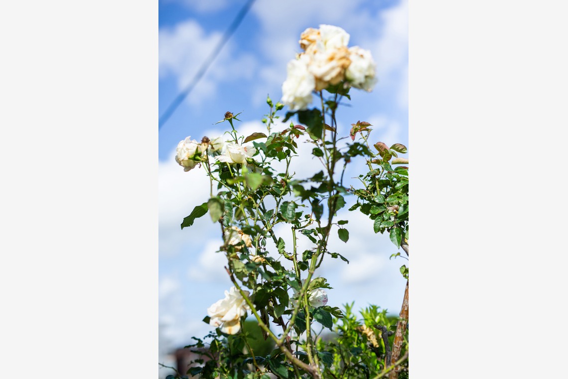 内山慎也が撮影した「植物」の写真