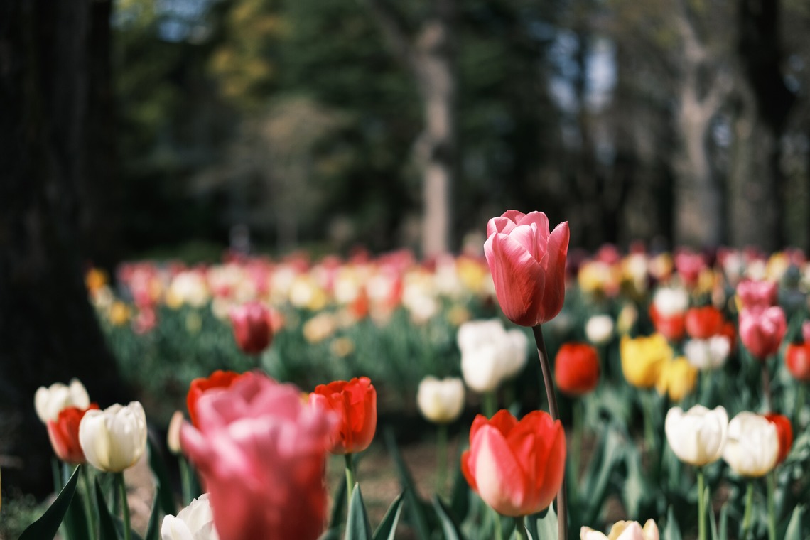 堀内 陽希が撮影した写真のアルバム「植物」
