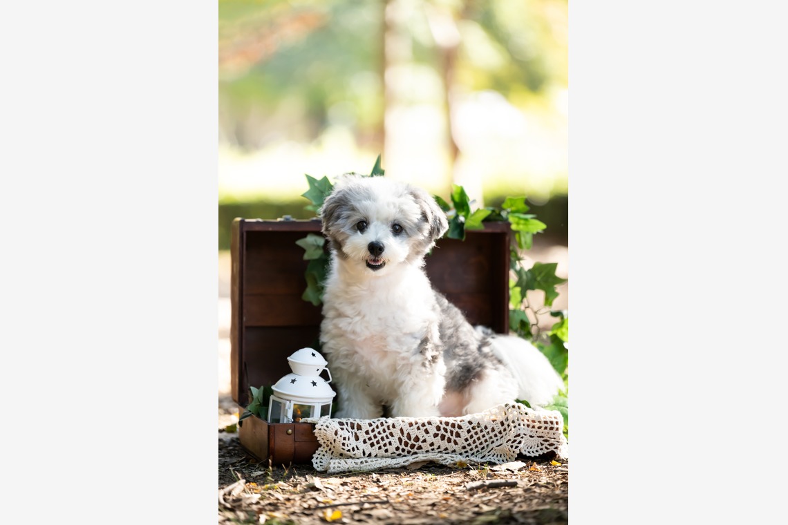 KOGA写真が撮影した「犬・わんこ撮影」の写真