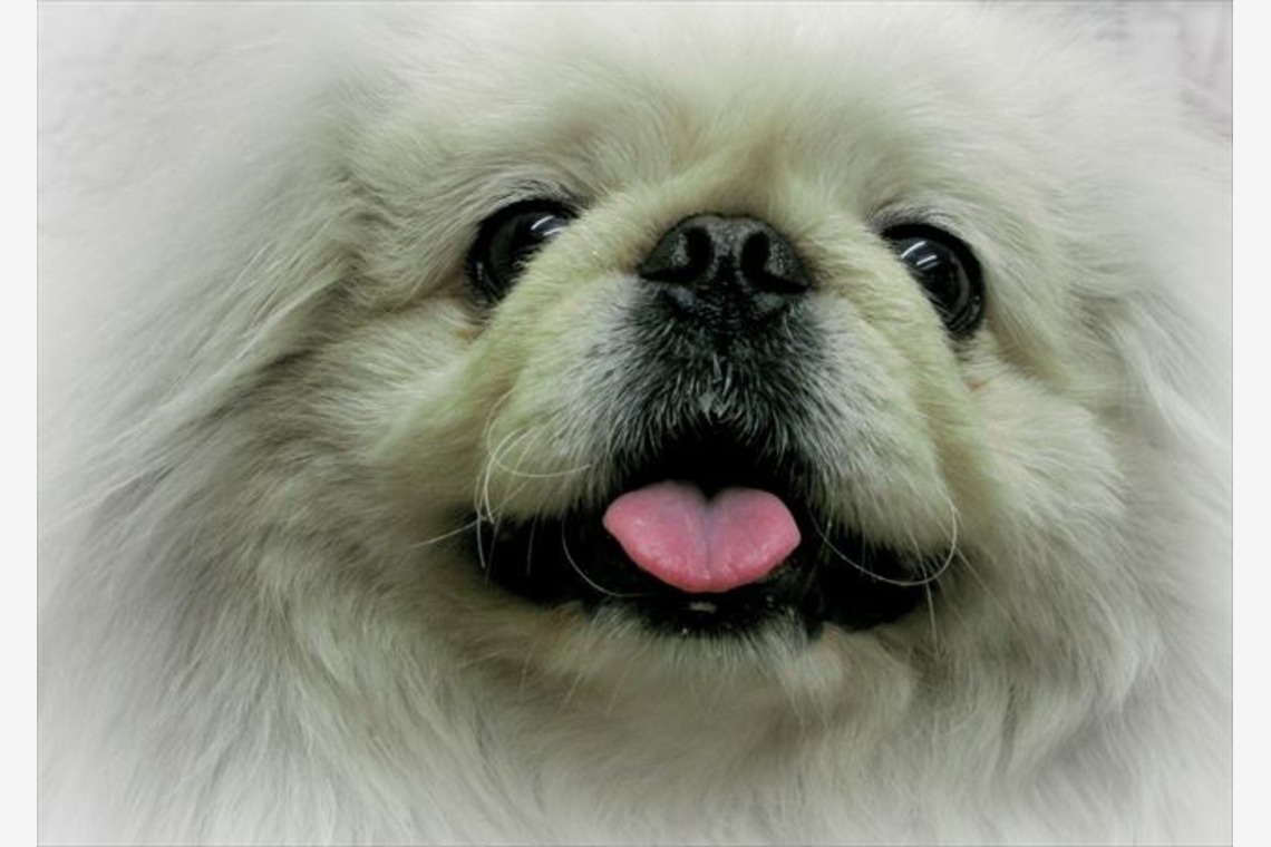 Efu's photographyが撮影した写真のアルバム「ペット」