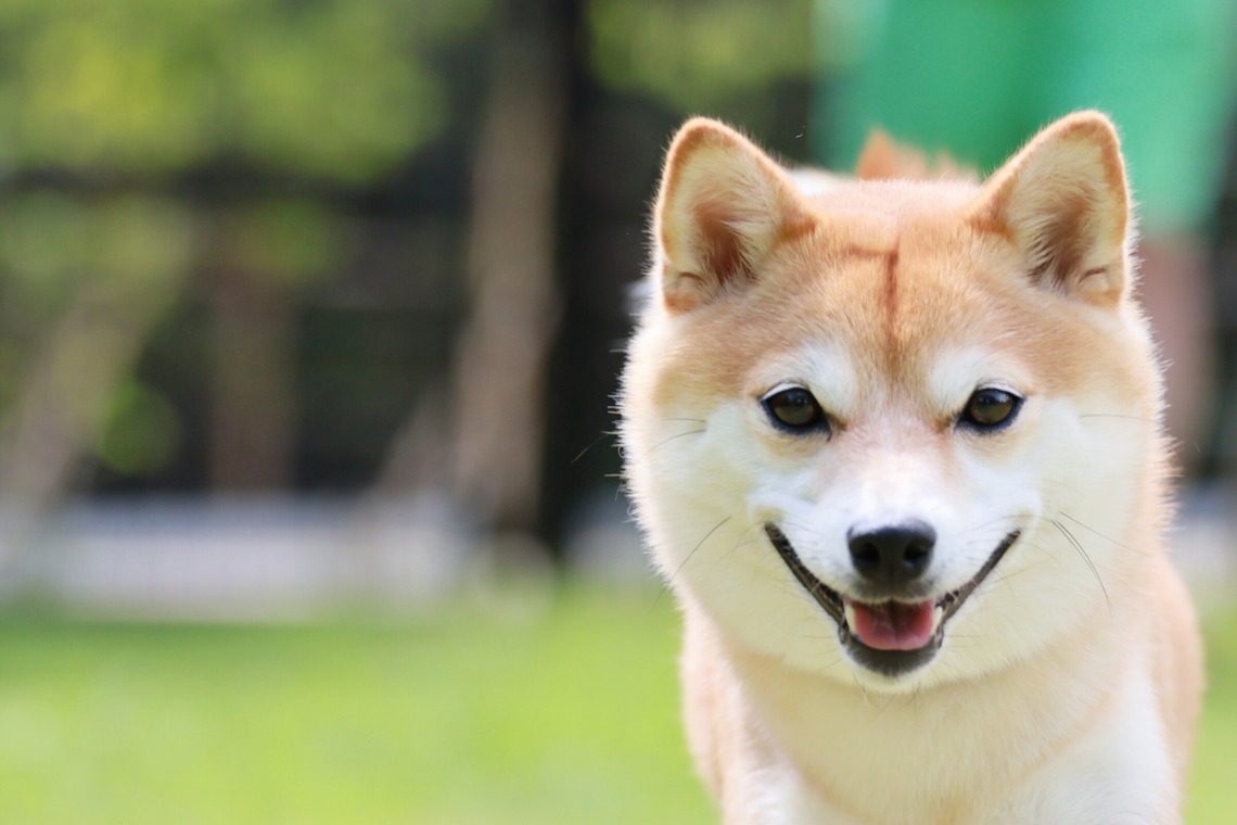 外川博己が撮影した「ペット撮影」の写真