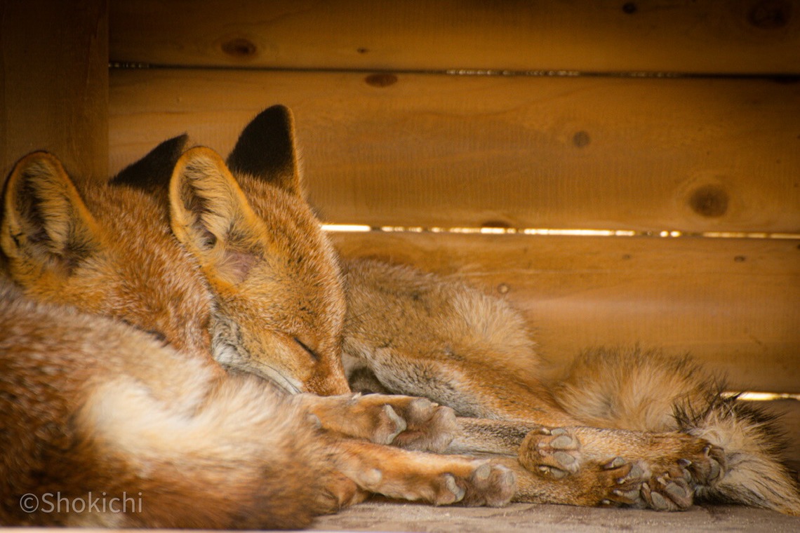 水嶋 将太が撮影した「思い出。」の写真