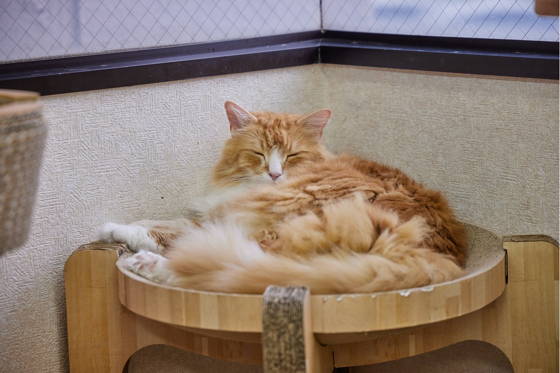 有限会社エルフラットが撮影した「猫カフェ」の写真