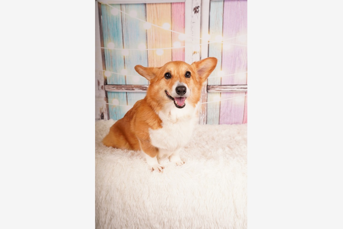 スタジオ　まるが撮影した「ペット撮影」の写真