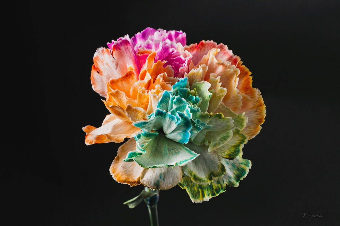 Y’s photo serviceが撮影した「物撮り（花）」の写真