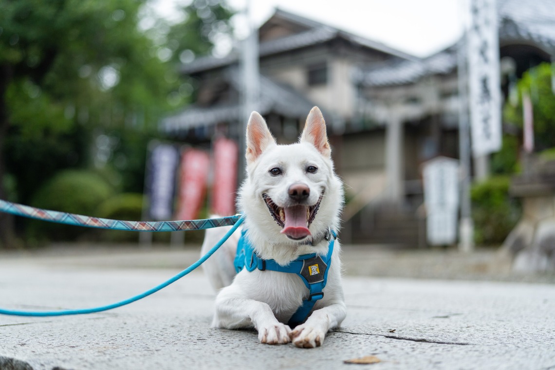 元木 ヒデが撮影した写真のアルバム「I 様　ペット撮影」