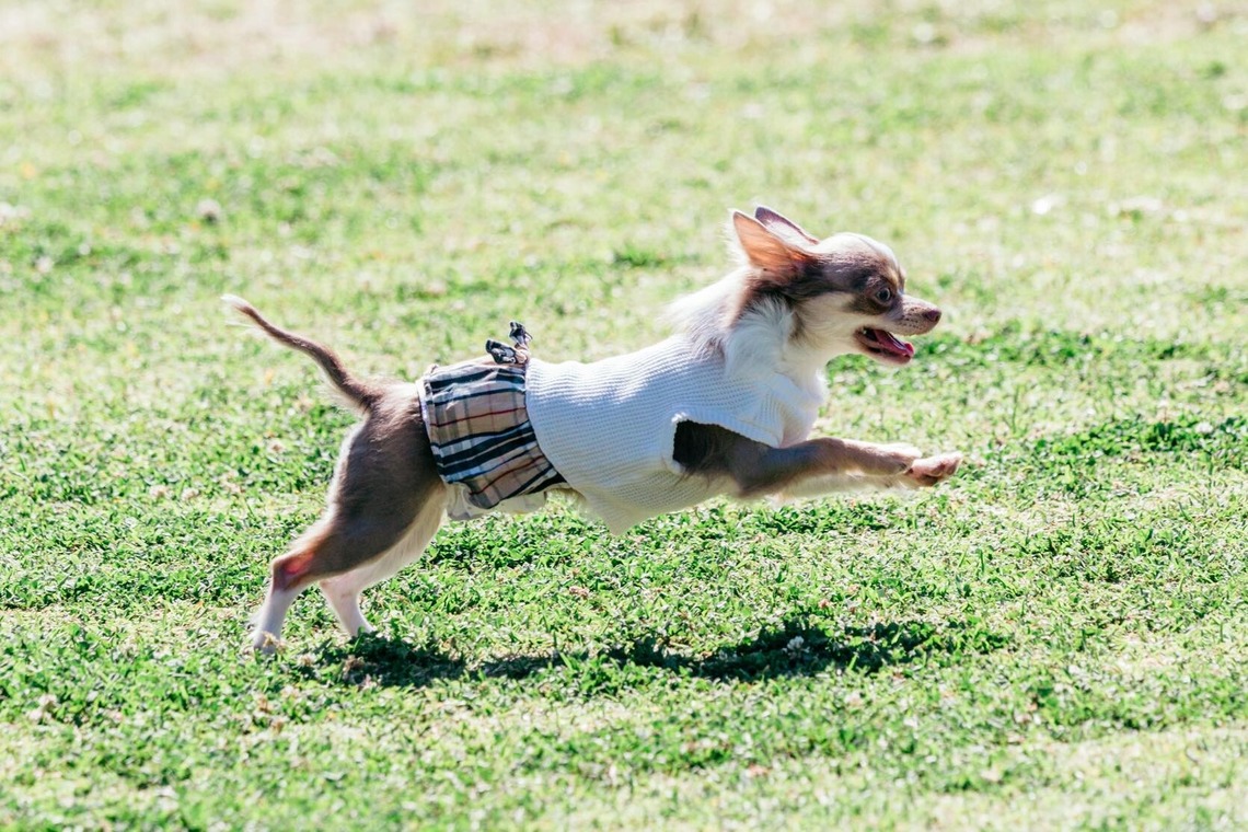 ポートレート沖縄が撮影した「ペット撮影」の写真