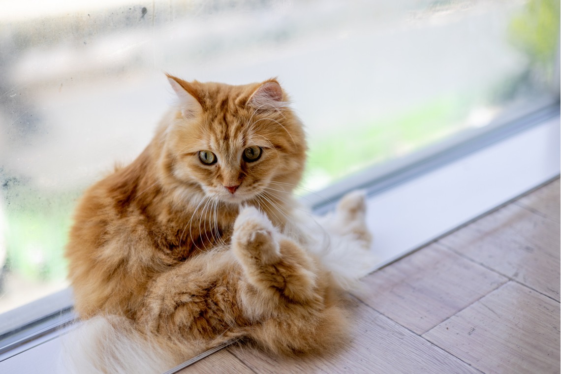 沖山俊樹が撮影した写真のアルバム「ペット_20230411_MOCHA原宿」