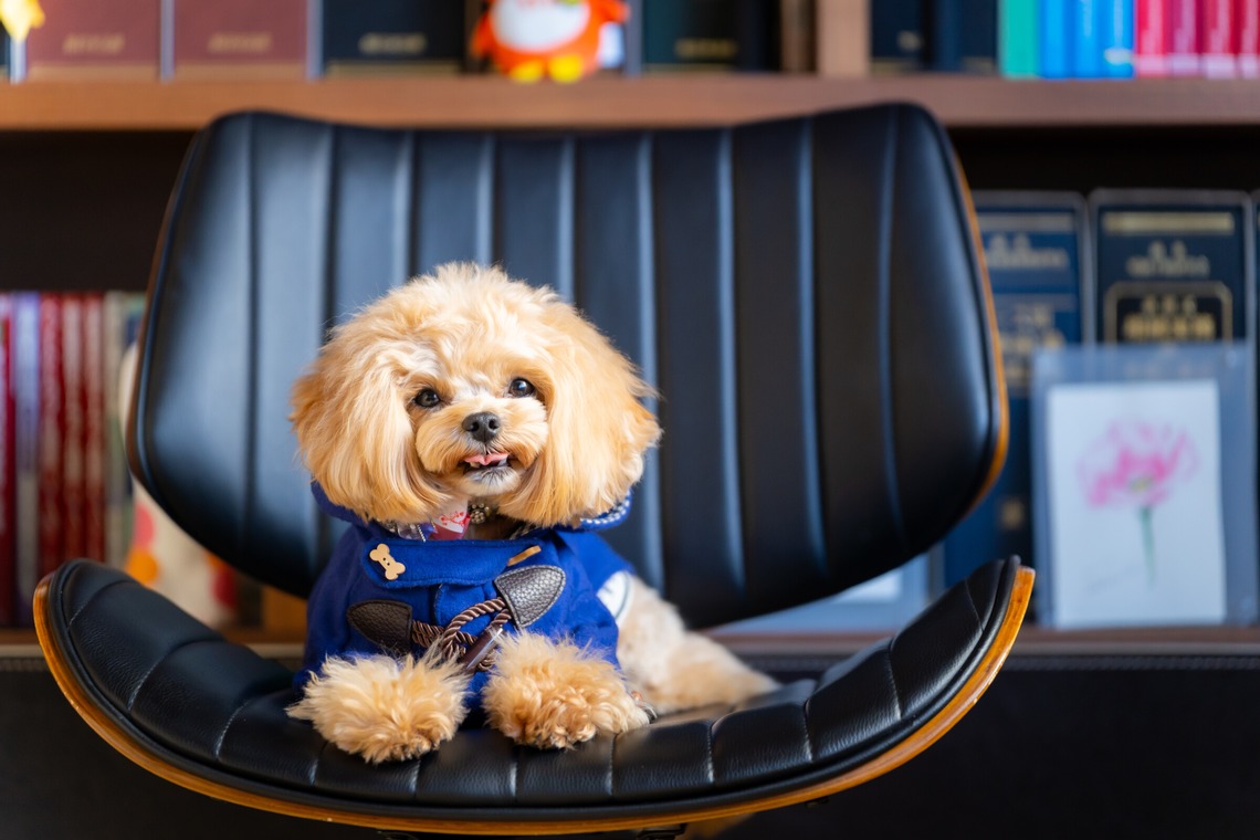 Tajimaが撮影した「ペット」の写真