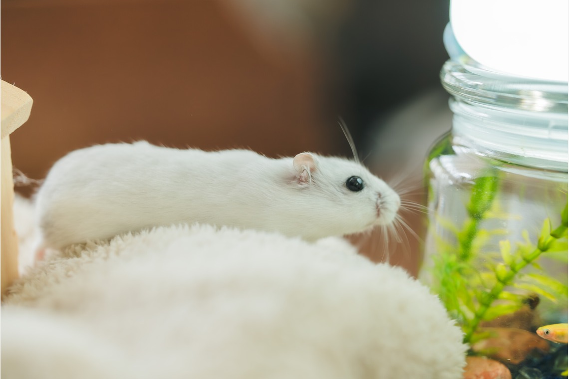 玉城　肇が撮影したその他のアルバム「ペット撮影」