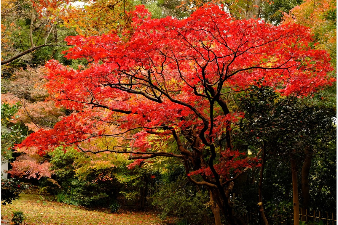 KotobukiPhotosが撮影した写真のアルバム「花・植物」