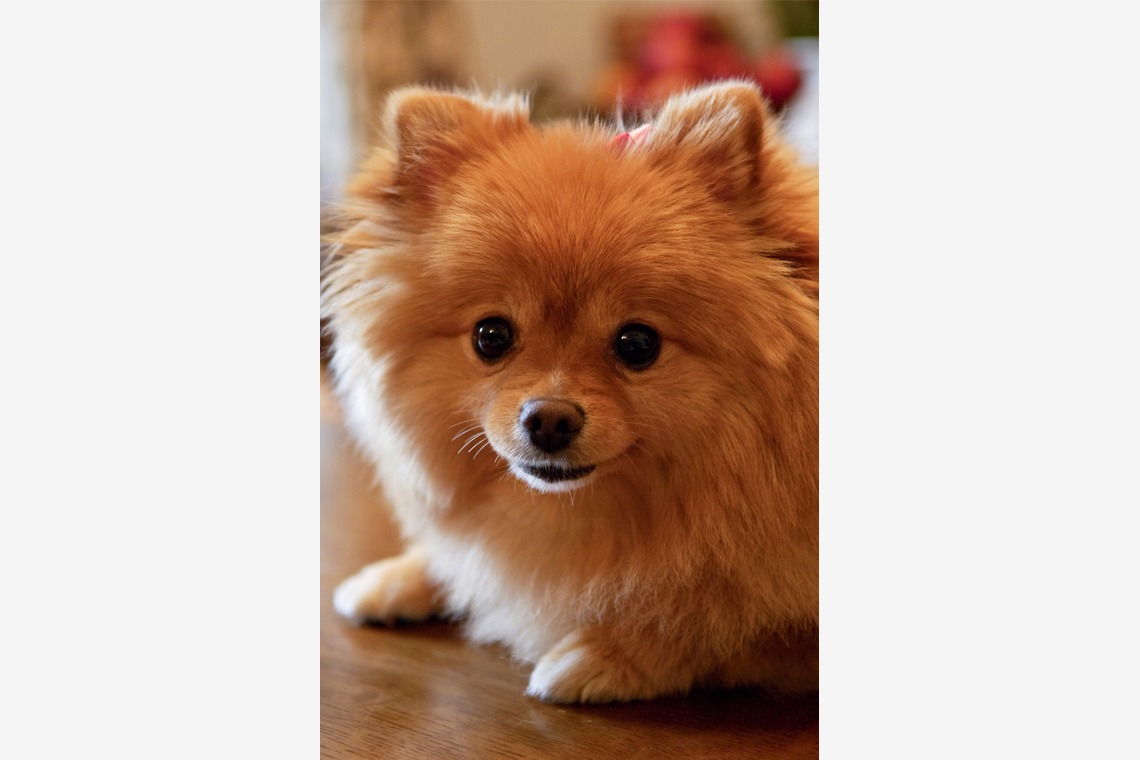 クマが撮影した「ファミリーのお写真　ペットのお写真」の写真