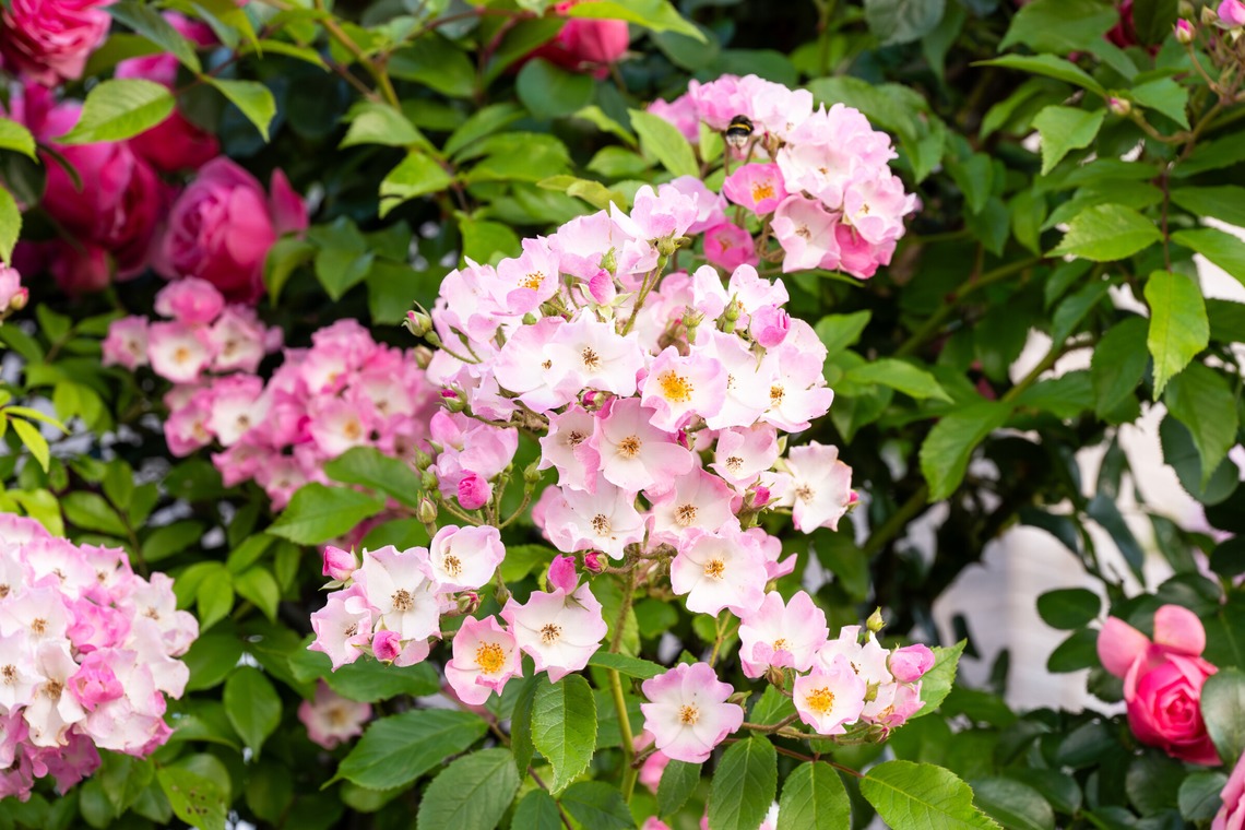 オフィス 芦野が撮影した「番外編（自宅）」の写真