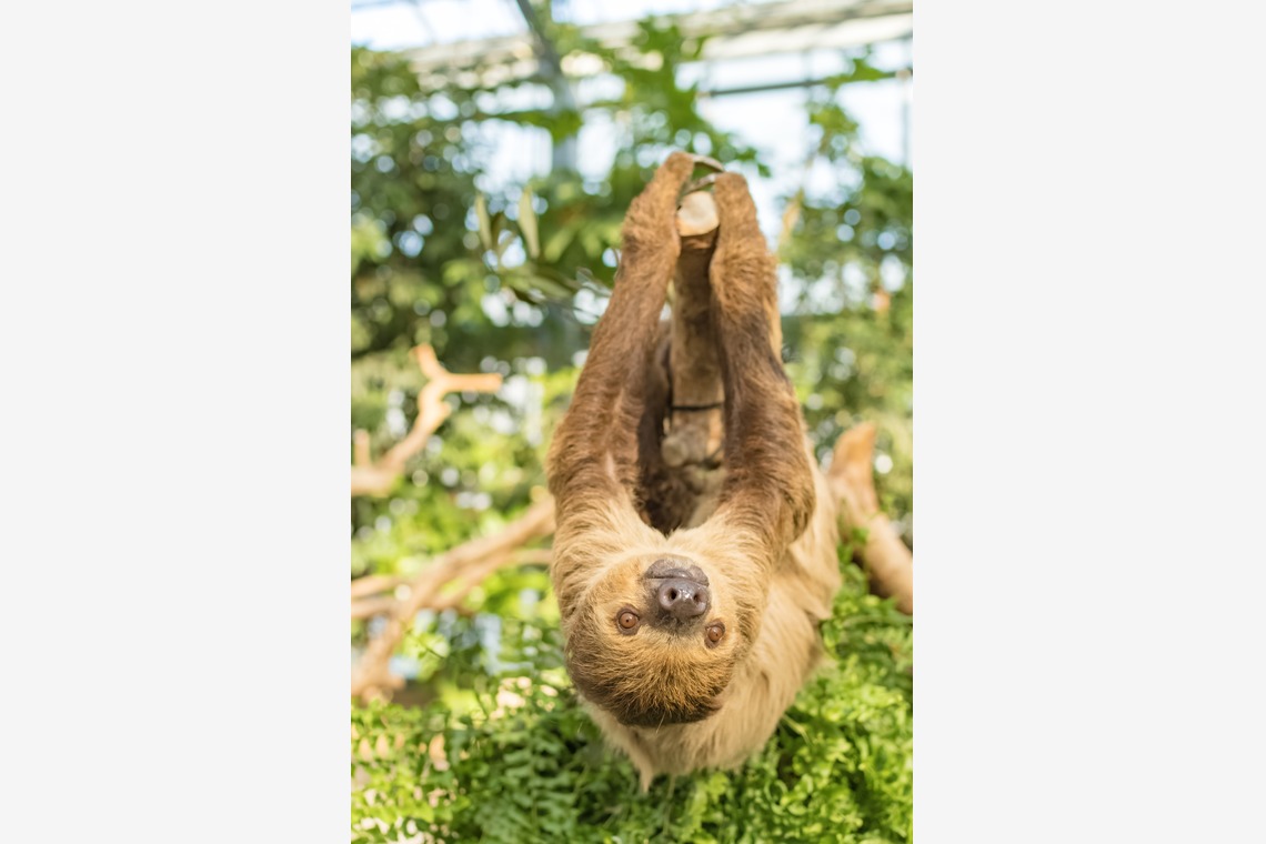 フォトスタジオ　ちっくたっくが撮影した写真のアルバム「動物」
