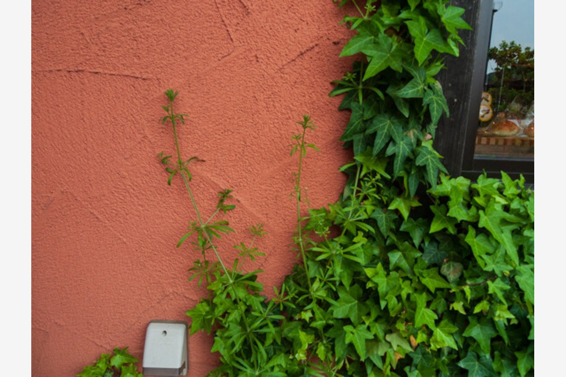 手塚隆弘が撮影した「気ままに」の写真