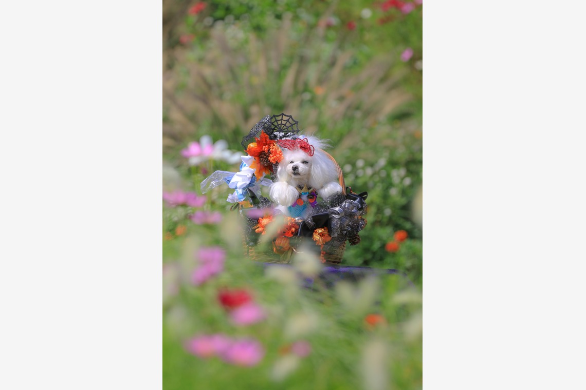 高橋 透（Coo&Sea STUDIO代表）が出張撮影した家族写真(キッズ,ベビーフォト)などが写った「大花壇de撮影会／秋＠横浜」の家族写真