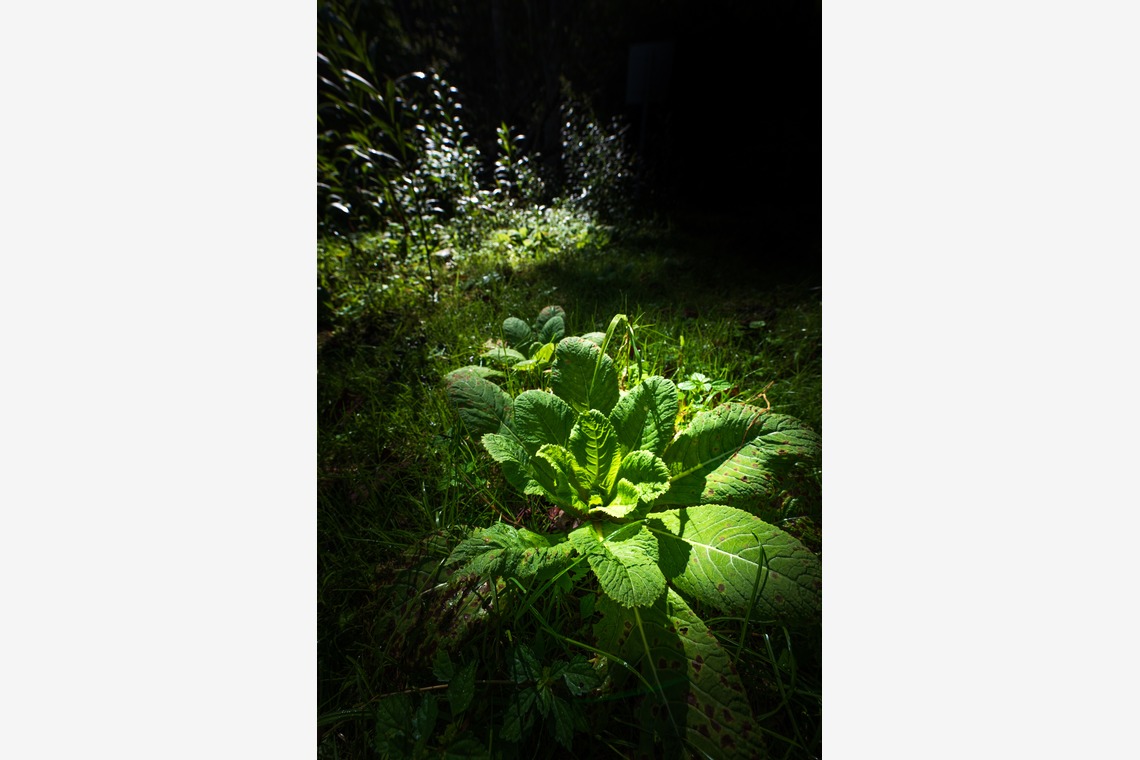 高木勇斗が撮影した「風景」の写真