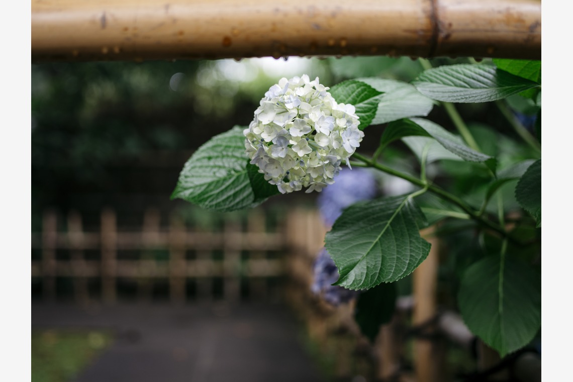 植村由理が撮影した「愛宕神社での挙式と小笠原伯爵邸での披露宴」の写真