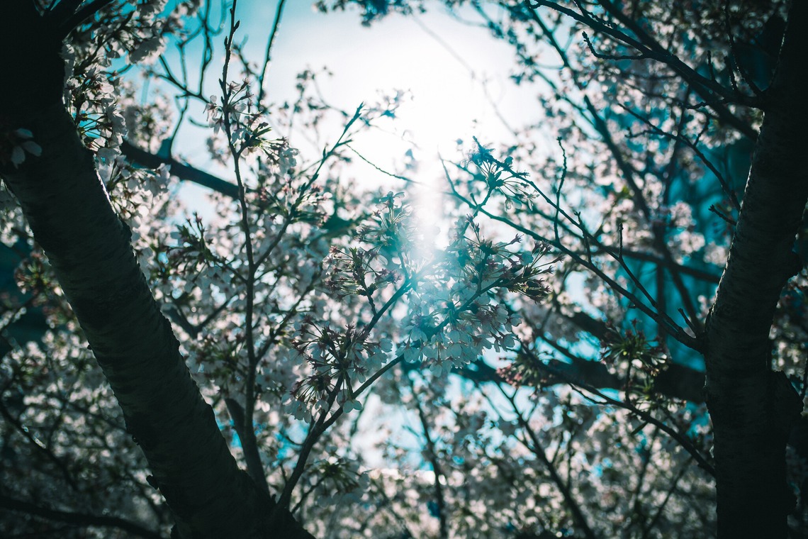 堀内 陽希が撮影した「植物」の写真