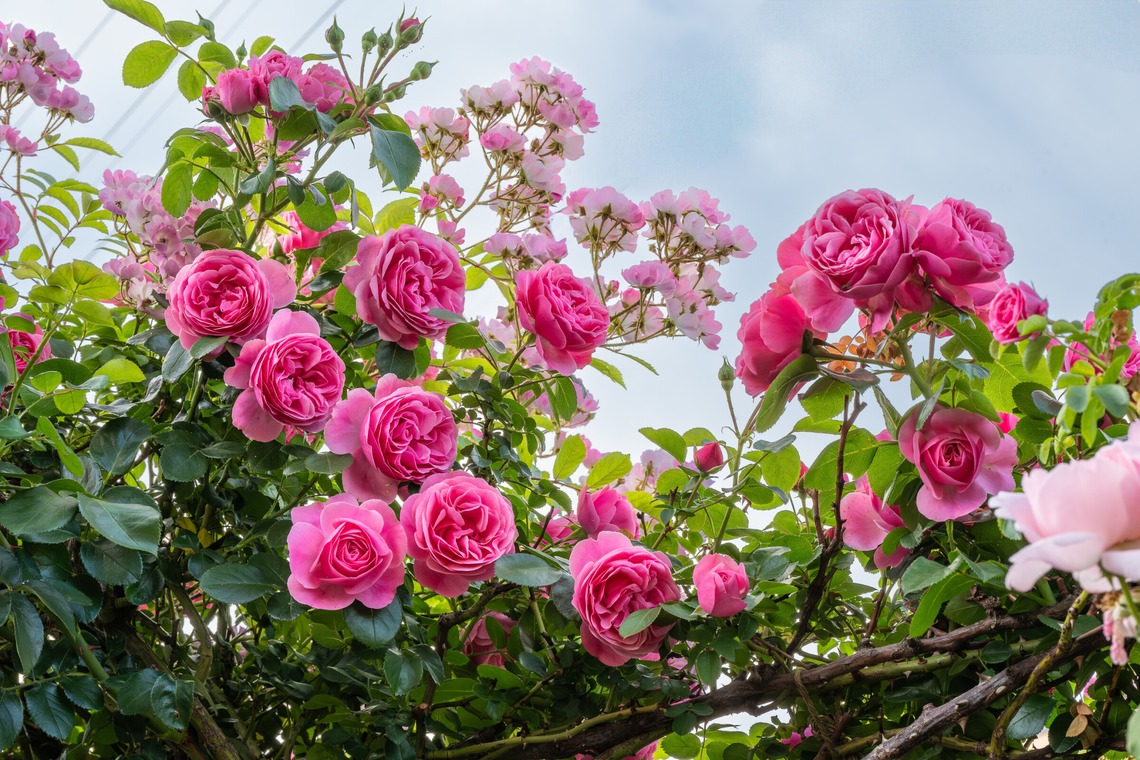 オフィス 芦野が撮影した「番外編（自宅）」の写真