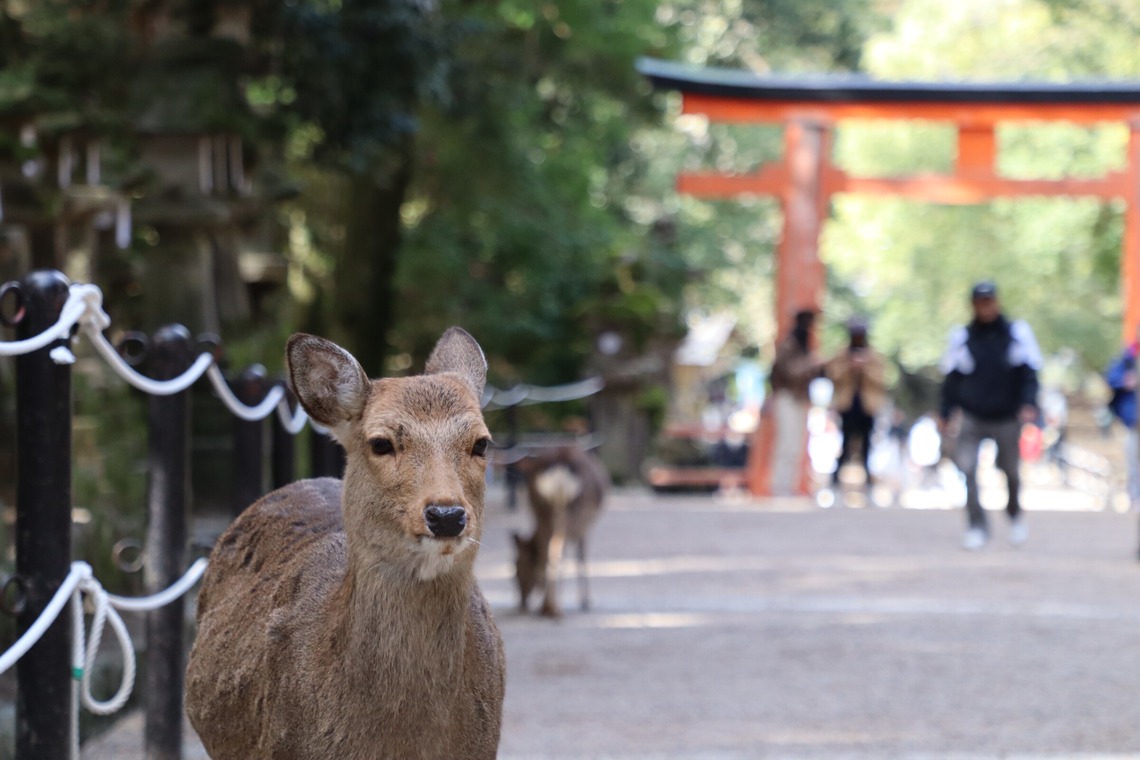 えむあんりみてっどが撮影した「旅先の風景」の写真