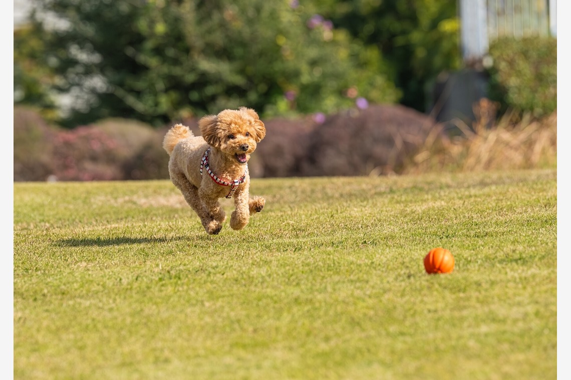 あなたの写真館が撮影した「ペット撮影」の写真