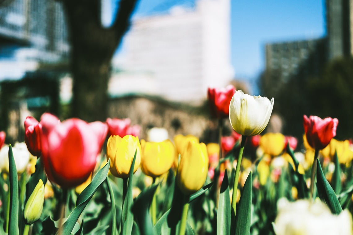 堀内 陽希が撮影した写真のアルバム「植物」