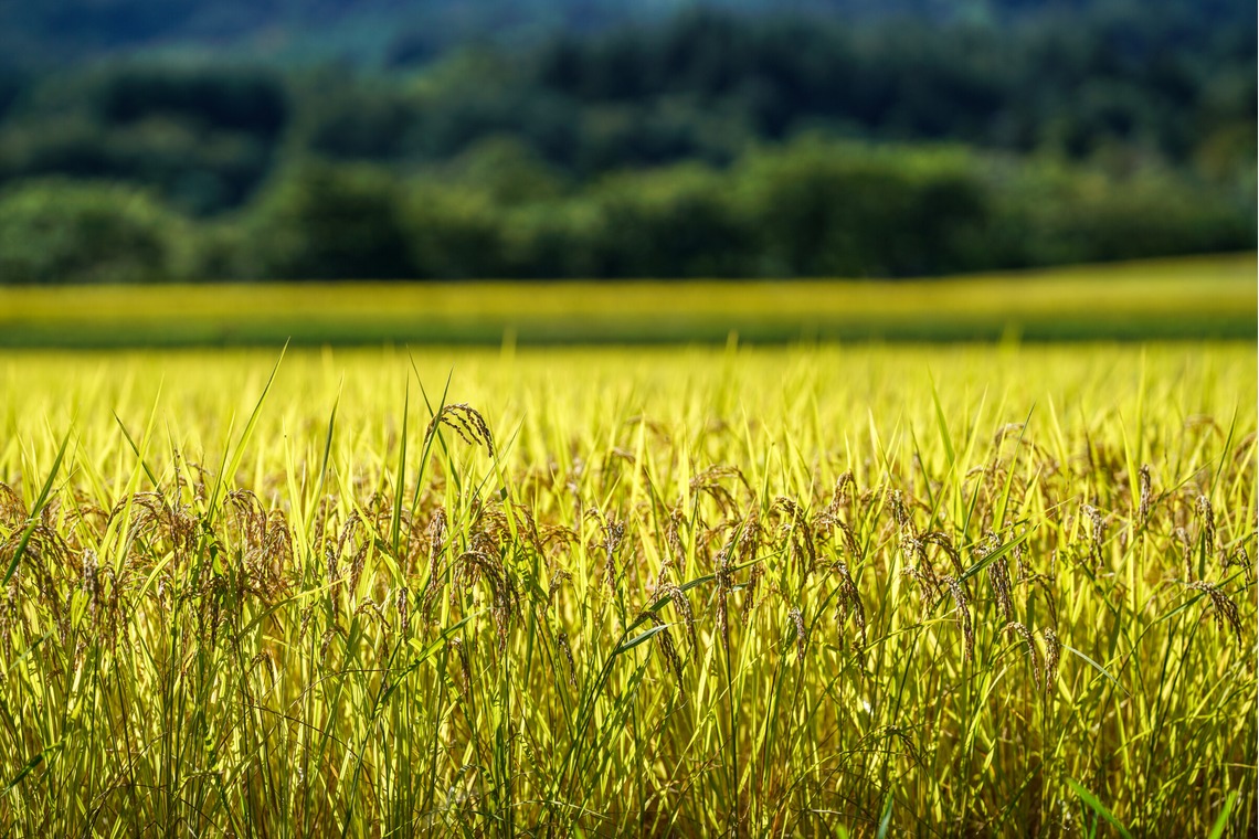 KurickMarry結婚相談所 丨 栗山　稔が撮影した写真のアルバム「風景」