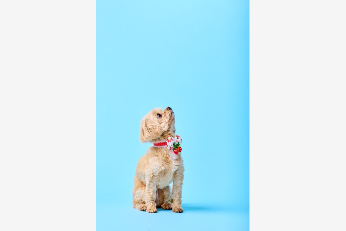 クリエイティブツリー