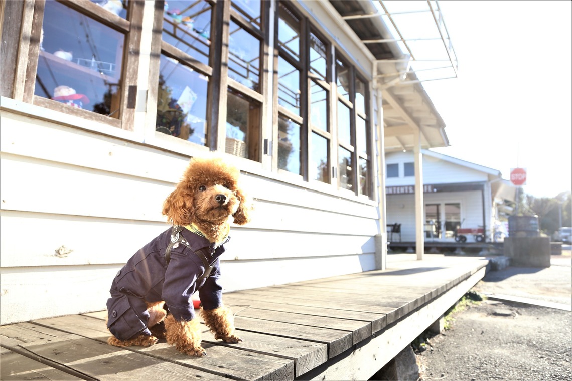 Photographer  Tomoが撮影した写真のアルバム「ペット撮影」