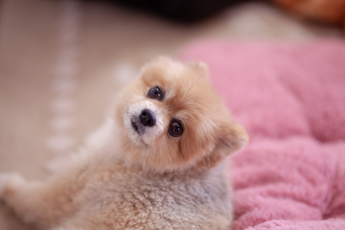 レオン・スナップサービスが撮影した「ポメラニアン」の写真