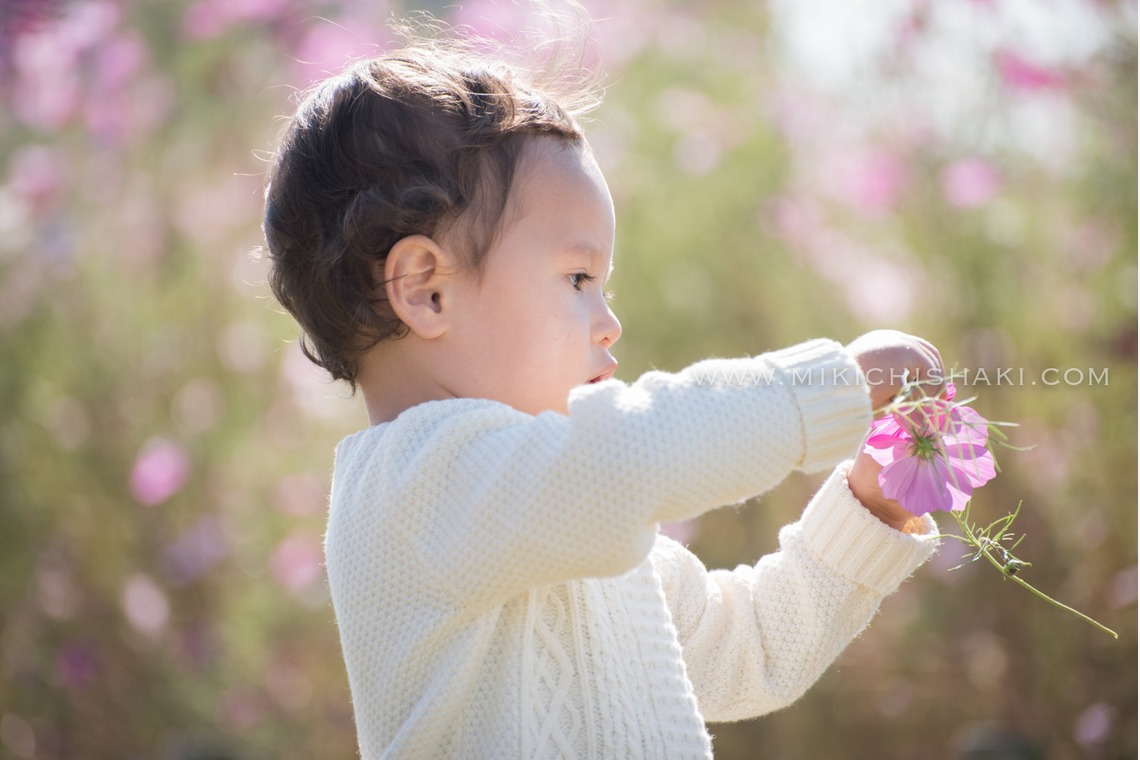 MC-photoが撮影した写真のアルバム「2016_Nov_江戸川区」