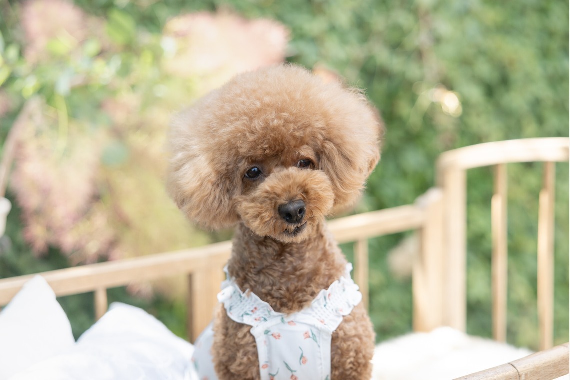 ミヤタカズコが撮影した写真のアルバム「DOG フォト」