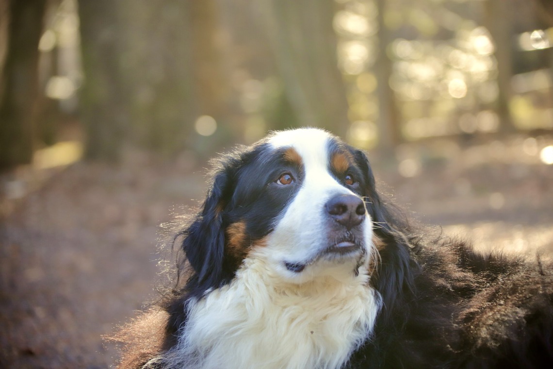 TSD officeが撮影した写真のアルバム「ペット撮影」