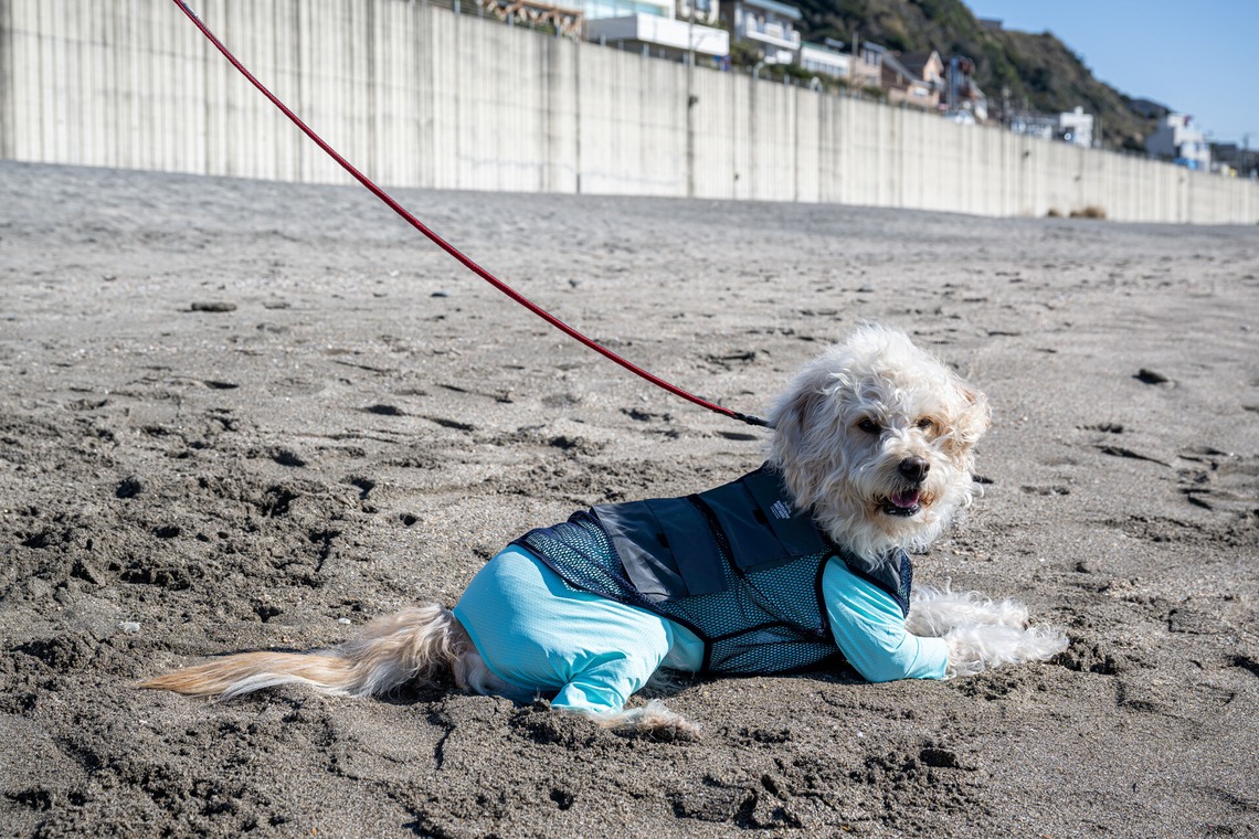 吉田佳央が撮影した「DOG SHOOTING」の写真