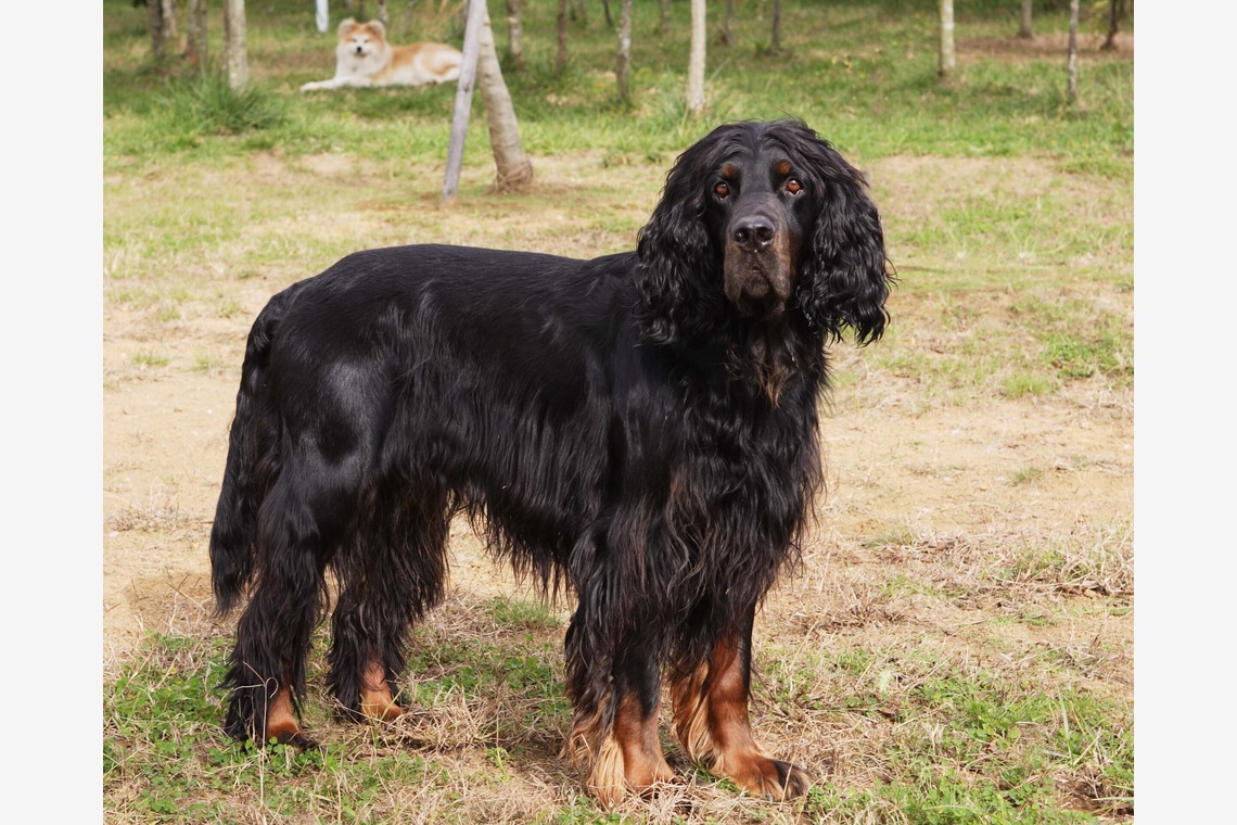 森安　照が撮影した「ペット撮影（犬・猫）」の写真