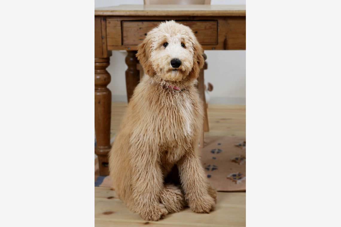 森安　照が撮影した写真のアルバム「ペット撮影（犬・猫）」