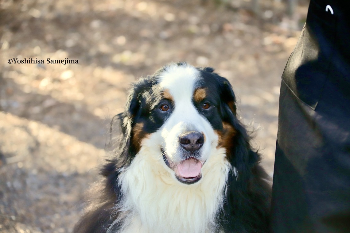 TSD officeが撮影した「ペット撮影」の写真