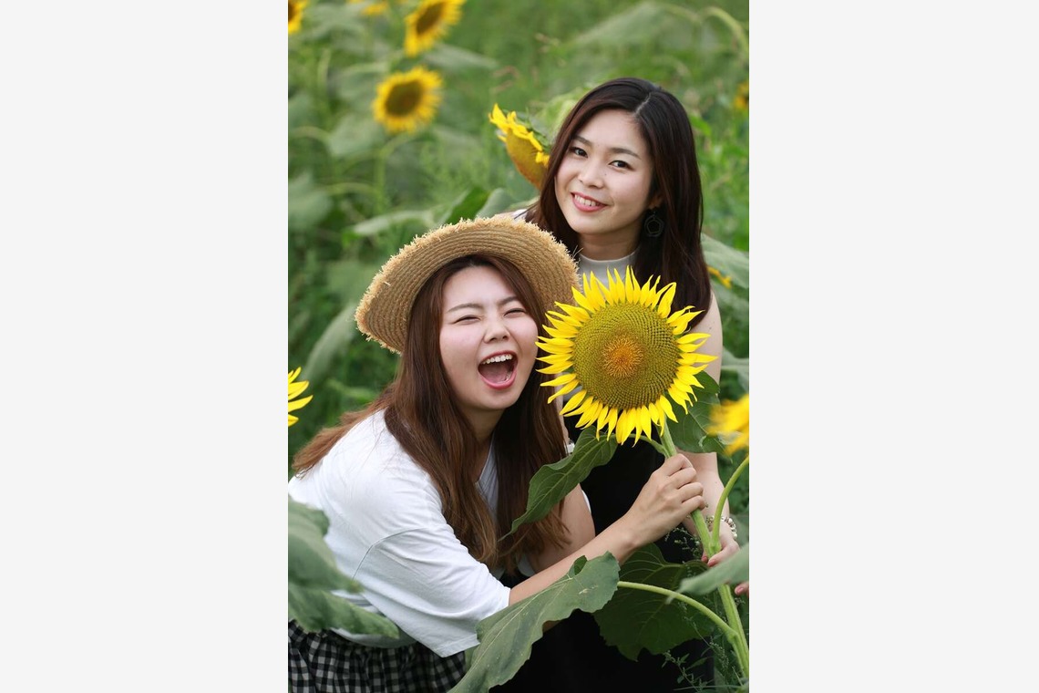 理 S PHOTOが撮影した「鼻高展望ひまわり畑」の写真