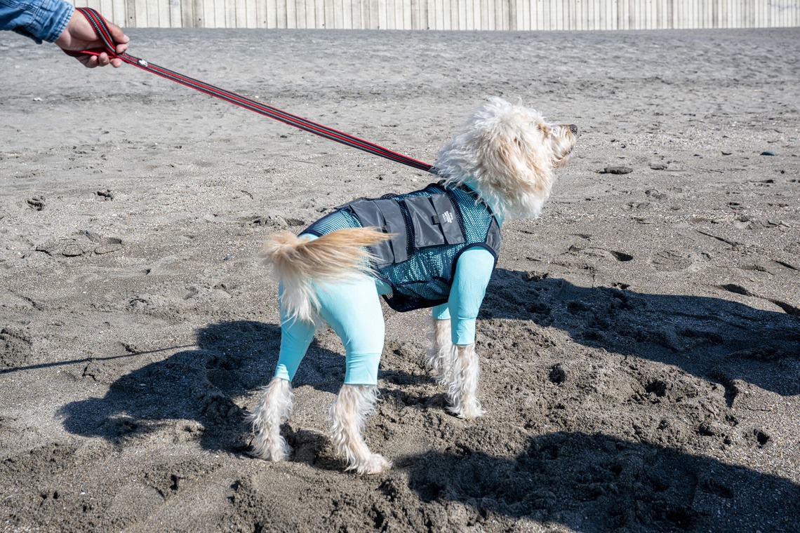 吉田佳央が撮影した「DOG SHOOTING」の写真